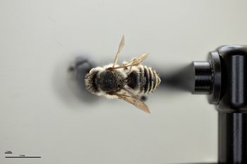 Media type: image;   Entomology 592378 Aspect: habitus dorsal view